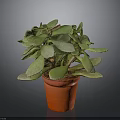 Succulent Plant With Green Leaves In Orange Pot On Grey Background