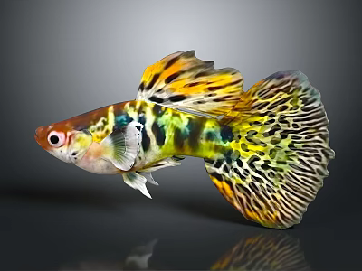 Tropical Guppy Fish Displaying Vibrant Yellow Green Black Patterned Fins And Body 3d model