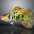 Tropical Guppy Fish Displaying Vibrant Yellow Green Black Patterned Fins And Body