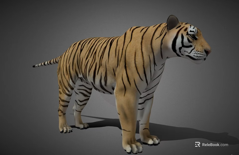 Detailed 3D Tiger Model With Realistic Striped Fur And Standing Pose 3d model 