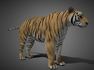 Detailed 3D Tiger Model With Realistic Striped Fur And Standing Pose 3d model