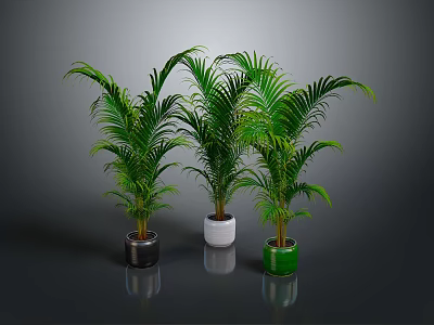 Green Palm Plants in Black White and Green Pots on Gray Background 3d model