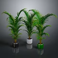 Green Palm Plants in Black White and Green Pots on Gray Background