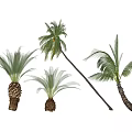 Various Palm Trees Displaying Green Fronds And Diverse Trunk Forms In Natural Arrangement