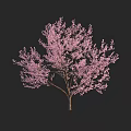 Stunning Arbor With Pink Blooming Flowers And Branches Against Dark Background