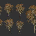 Birch Trees With Golden Autumn Foliage And White Trunks In Multiple Views