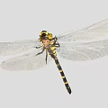 Dragonfly With Transparent Wings Black Yellow Body And Compound Eyes