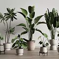 Various Green Leaf Potted Plants In Ceramic And Terracotta Pots On Wooden Floor