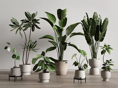 Various Green Leaf Potted Plants In Ceramic And Terracotta Pots On Wooden Floor 3d model