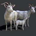White Goats Family Group With Adult And Baby Standing On Gray Background