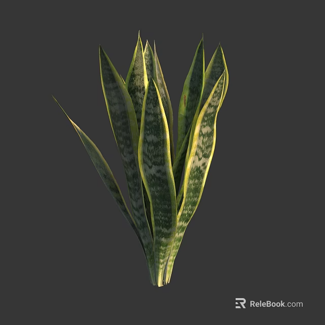 Snake Plant With Long Green Leaves Yellow Stripes On Gray Background 3d model 
