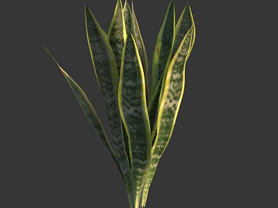 Snake Plant With Long Green Leaves Yellow Stripes On Gray Background 3d model