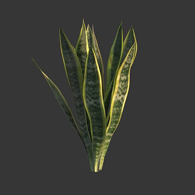 Snake Plant With Long Green Leaves Yellow Stripes On Gray Background 3d model