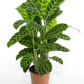 Two Decorative Potted Plants With Striped Leaves In Black And Terracotta Pots
