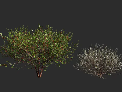 Lush Green Bushes With Red Berries And Silver Foliage Varieties 3d model