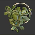 Potted Green Plant With Lush Leaves In Red Pot With White Patterns On Dark Table