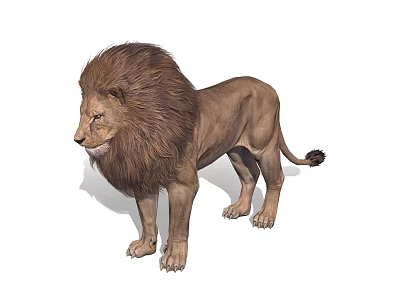 Adult Male Lion With Thick Brown Mane Standing Isolated On White Background 3d model