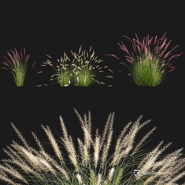 Ornamental Grasses With Pink White And Green Foliage For Garden Landscaping 3d model 