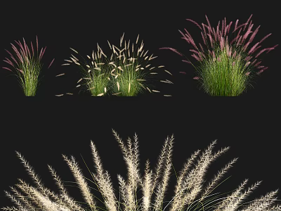 Ornamental Grasses With Pink White And Green Foliage For Garden Landscaping 3d model