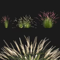 Ornamental Grasses With Pink White And Green Foliage For Garden Landscaping
