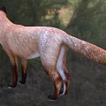 Red Fox With Reddish Brown Fur Standing In Natural Woodland Habitat