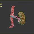 3D Rendered Human Kidney with Connected Blood Vessels Anatomical Structure