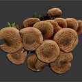 Vibrant Orange Cluster Mushrooms With Fresh Green Moss At Their Roots