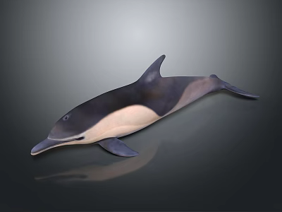 Dolphin 3D Model With Black And White Body In Swimming Pose On Gray Background 3d model