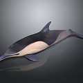 Dolphin 3D Model With Black And White Body In Swimming Pose On Gray Background