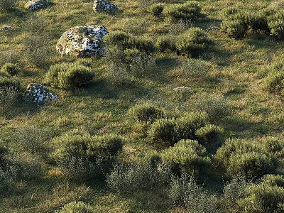 Low Growing Green Bushes In Grassland Field With Moss Covered Stones 3d model