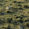 Low Growing Green Bushes In Grassland Field With Moss Covered Stones