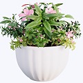 Modern indoor potted plants 3d model