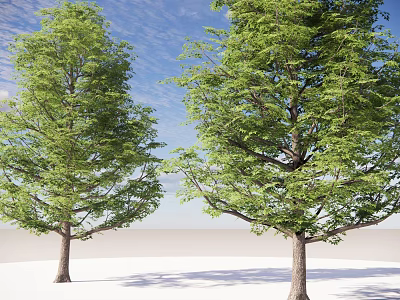 Tall Arbor Trees With Lush Green Foliage And Sturdy Trunks Against Blue Sky 3d model