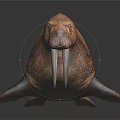 Walrus With Long Tusks And Rough Skin Lying On Dark Background With Reflection 3d model