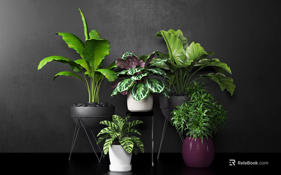 Indoor Potted Plants With Diverse Leaf Shapes And Colorful Pots On Metal Stands 3d model 