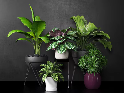 Indoor Potted Plants With Diverse Leaf Shapes And Colorful Pots On Metal Stands 3d model