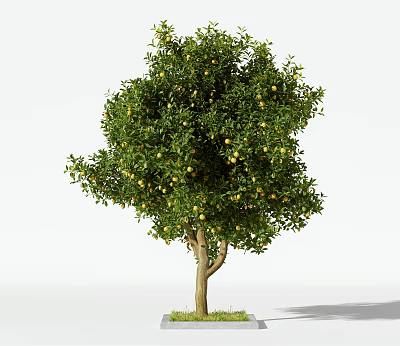 Lush Fruit Bearing Tree with Green Leaves and Yellow Fruits on Base 3d model