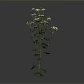 Green Leafy Plant With Small White Flowers On Single Stem Against Grey Background