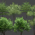 Various Arbor Trees With Lush Green Foliage And Different Growth Shapes