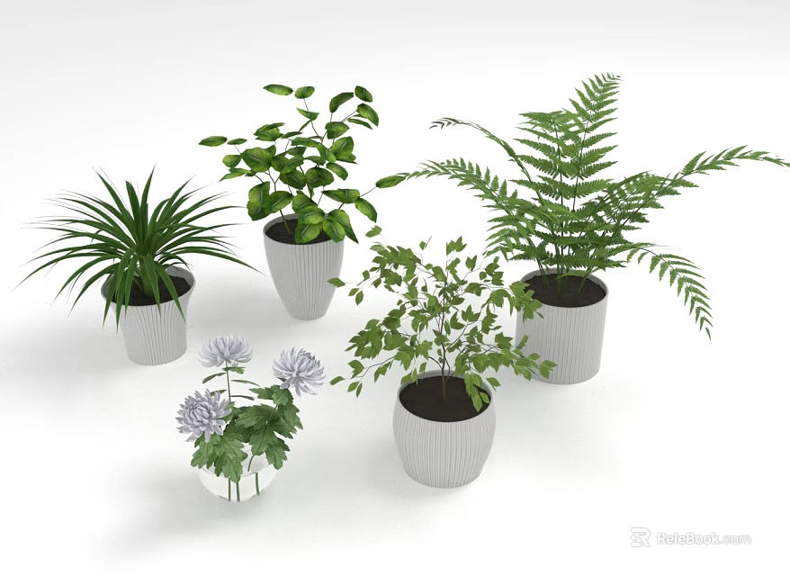 Indoor Potted Plants With Various Green Plants Ferns Lush Leaves And Textured White Pots 3d model 