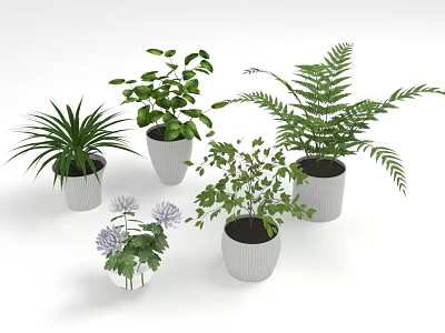 Indoor Potted Plants With Various Green Plants Ferns Lush Leaves And Textured White Pots 3d model