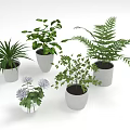 Indoor Potted Plants With Various Green Plants Ferns Lush Leaves And Textured White Pots