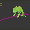 Green and Yellow Chameleon with Open Mouth Standing on Brown Branch and Black Background