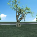 Tall Arbor With Vine Covered Trunk In Green Lawn Under Blue Sky And White Clouds