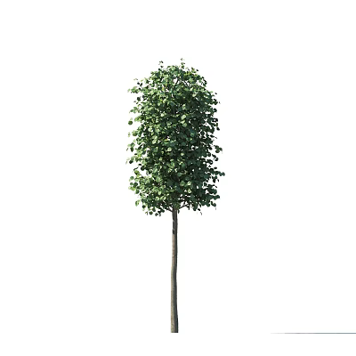 Green Tree Trees 3d model Green Tree Trees 3d model