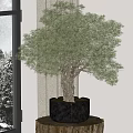 Pine Bonsai Plant With Twisted Trunk In Black Ceramic Pot On Wooden Stand By Window