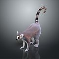 Lemur Lemur Lemur Lemur Lemur Monkey Monkey Cartoon Monkey Anime Monkey Style Monkey 3d model