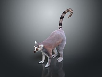 Lemur Monkey Cartoon Monkey Anime Monkey Style Monkey 3d model