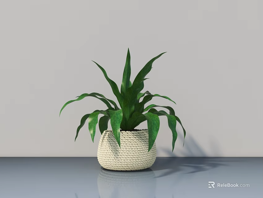 Potted Plant With Green Leaves In Woven White Pot On Smooth Table Grey Wall Background 3d model 