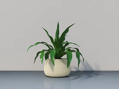 Potted Plant With Green Leaves In Woven White Pot On Smooth Table Grey Wall Background 3d model